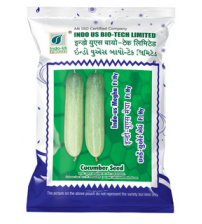Cucumber Indo US Megha